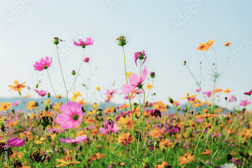 Colorful of cosmos in field. © RK1919
