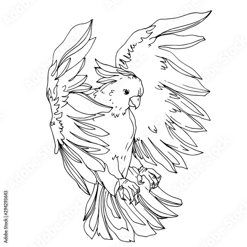 Vector Sky bird cockatoo in a wildlife isolated. Black and white engraved ink art. Isolated parrot illustration element.