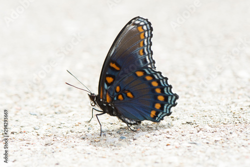Butterfly 2019-136 / Red-spotted Purple Admiral (Limenitis arthemis)