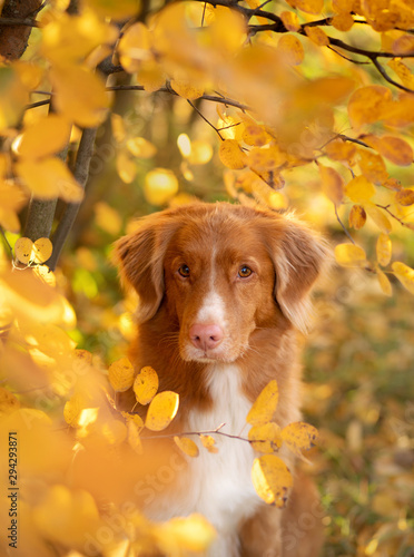 Dog in the park in autumn. Nova Scotia Duck Tolling Retriever, colored leaves