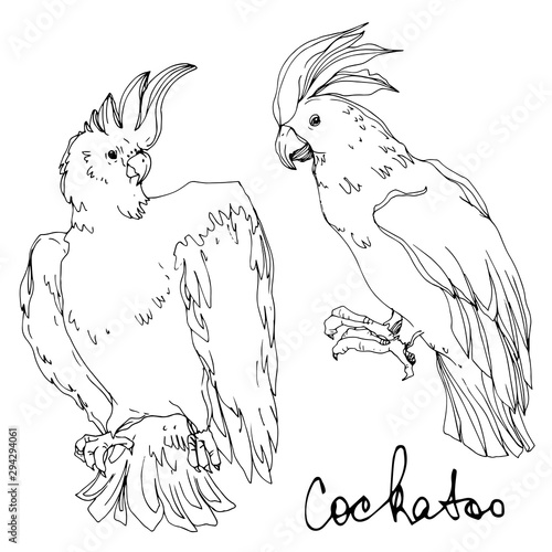 Vector Sky bird cockatoo in a wildlife isolated. Black and white engraved ink art. Isolated parrot illustration element.