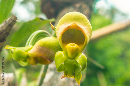phantom orchide