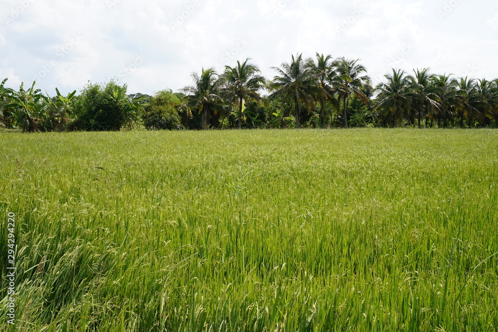 Rice fields are emerging. Rice fields are emerging.