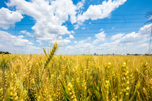 The wheat fields are under the blue sky and white clouds