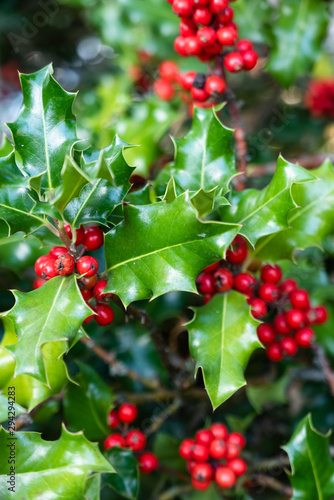 All over pattern with green holly and red berries, vertical 