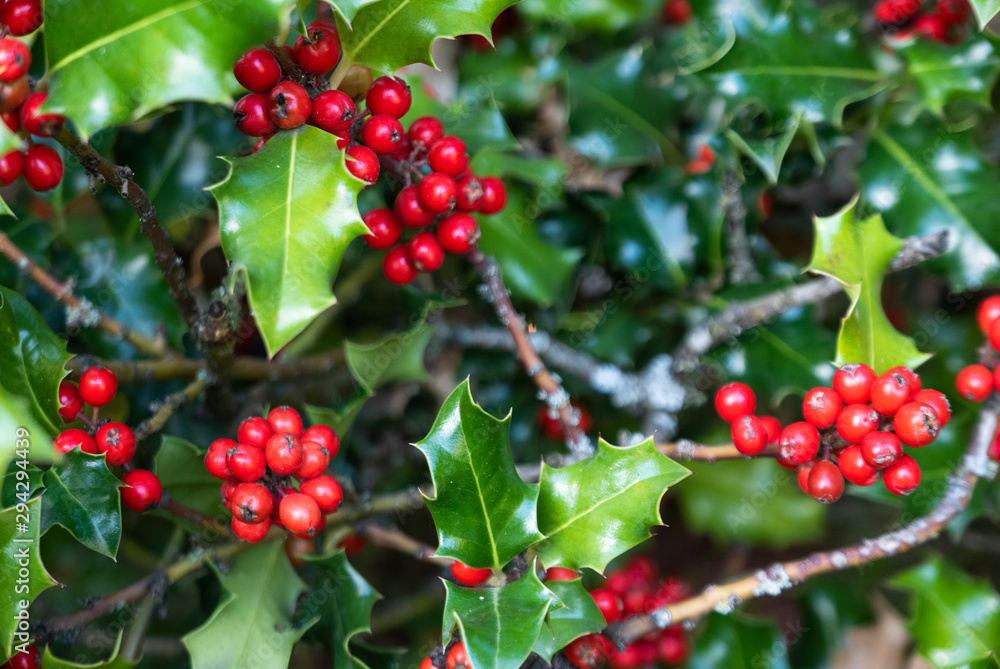 Fototapeta premium branches of dark green holly with bright red berries