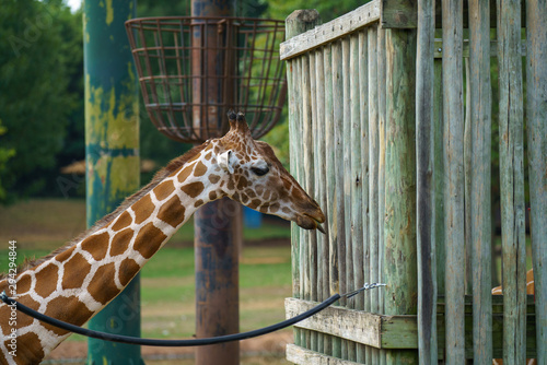 African Giraffe in Zoo habitat, Montgomery AL