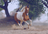 marwari horse running free