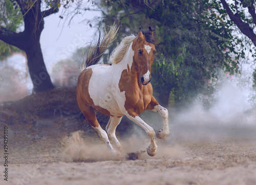 marwari horse running free