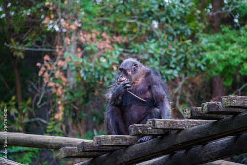 Chimpanzee in Zoo habitat, Montgomery AL