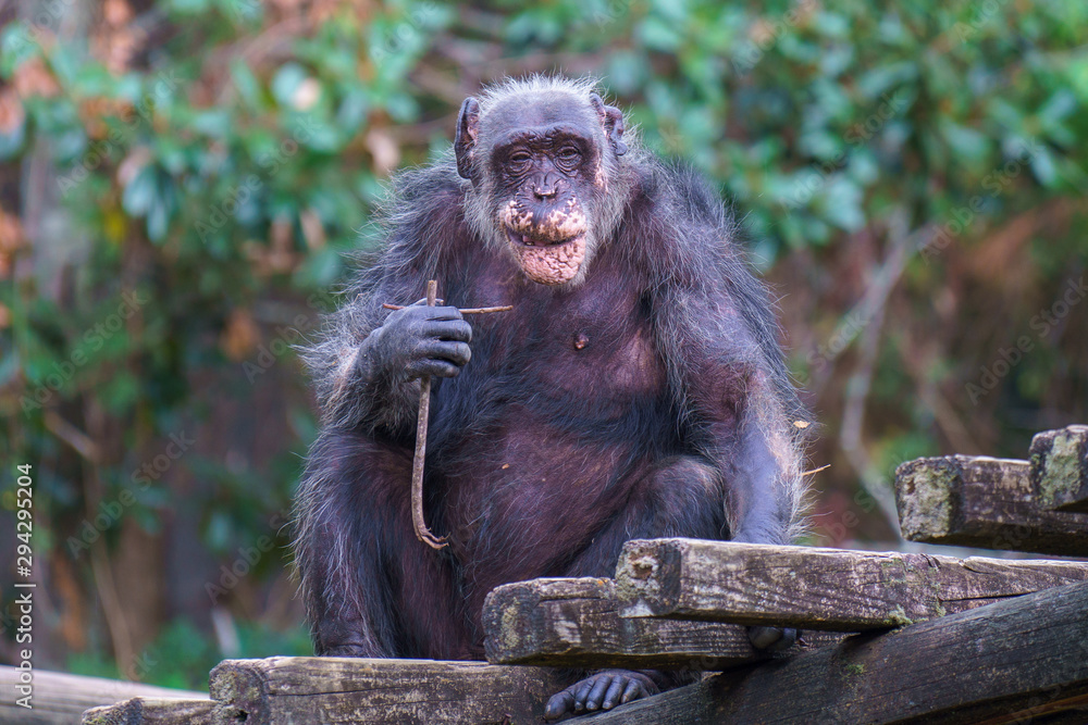 Chimpanzee in Zoo habitat, Montgomery AL Chimpanzee in Zoo habitat, Montgomery AL