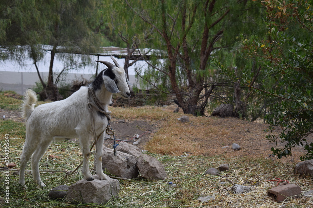 Obraz premium goat on the rock
