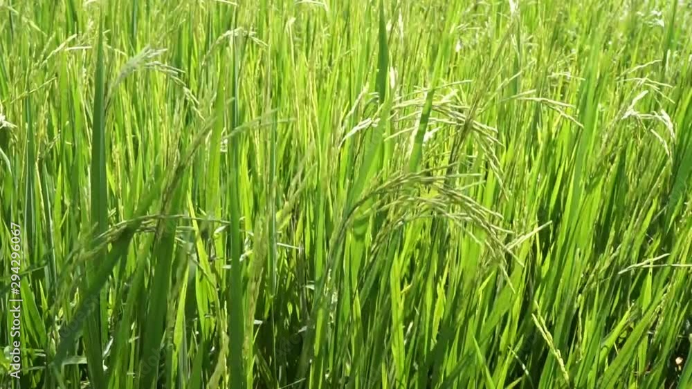 The rice fields are about to emerge, raising lilies, blowing wind wheels. The rice fields are about to emerge, raising lilies, blowing wind wheels.