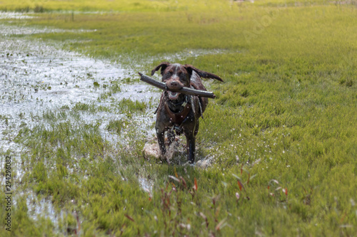 Labrador