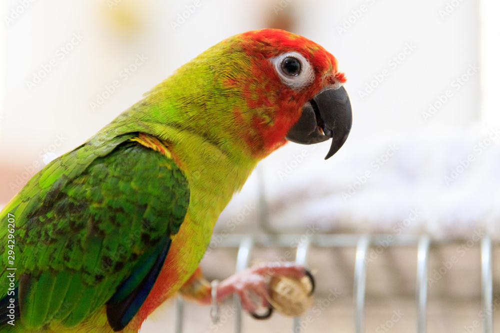 Singapore - SEPTEMBER 30, 2019: Jenday Hybrid parrot bird eating a peanut Singapore - SEPTEMBER 30, 2019: Jenday Hybrid parrot bird eating a peanut