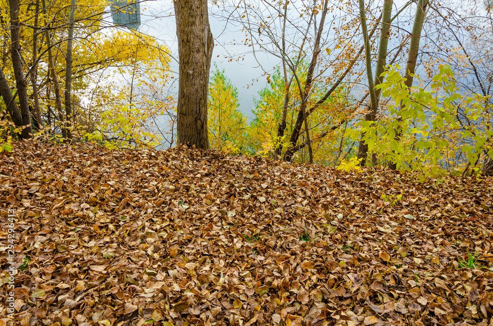 many yellow autumn leaves on the ground in October. many yellow autumn leaves on the ground in October.