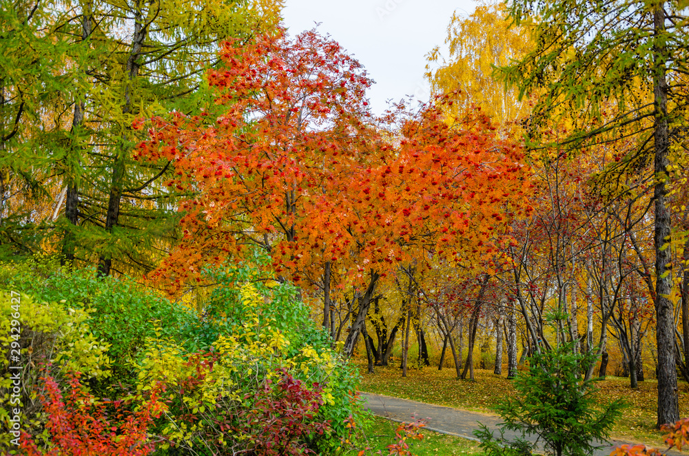 Riot of colors in the autumn Park.Trees of different breeds with yellowed leaves.The area in the fall. Riot of colors in the autumn Park.Trees of different breeds with yellowed leaves.The area in the fall.