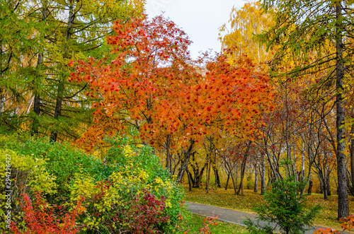 Riot of colors in the autumn Park.Trees of different breeds with yellowed leaves.The area in the fall.