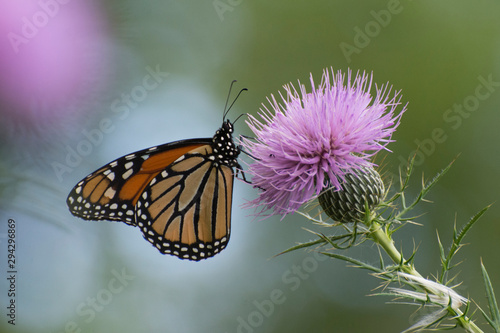 Butterfly 2019-142 / Monarch butterfly (Danaus plexippus) On thistle