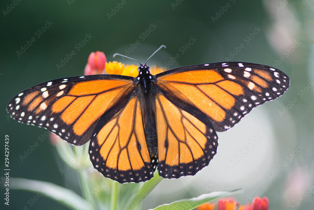 Fototapeta premium Butterfly 2019-143 / Monarch butterfly (Danaus plexippus) On Milkweed