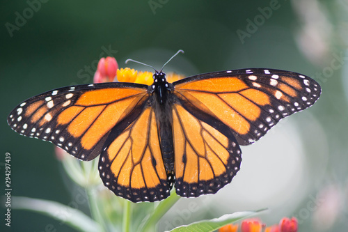 Butterfly 2019-143 / Monarch butterfly (Danaus plexippus) On Milkweed