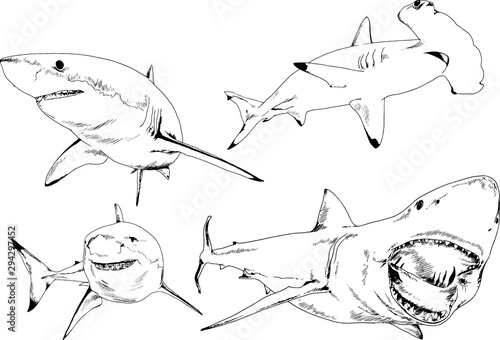 great white shark drawn in ink freehand sketch logo 