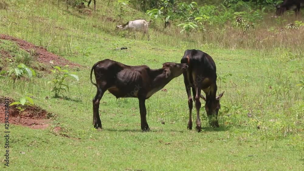 cows are eating grass in a indian village cows are eating grass in a indian village