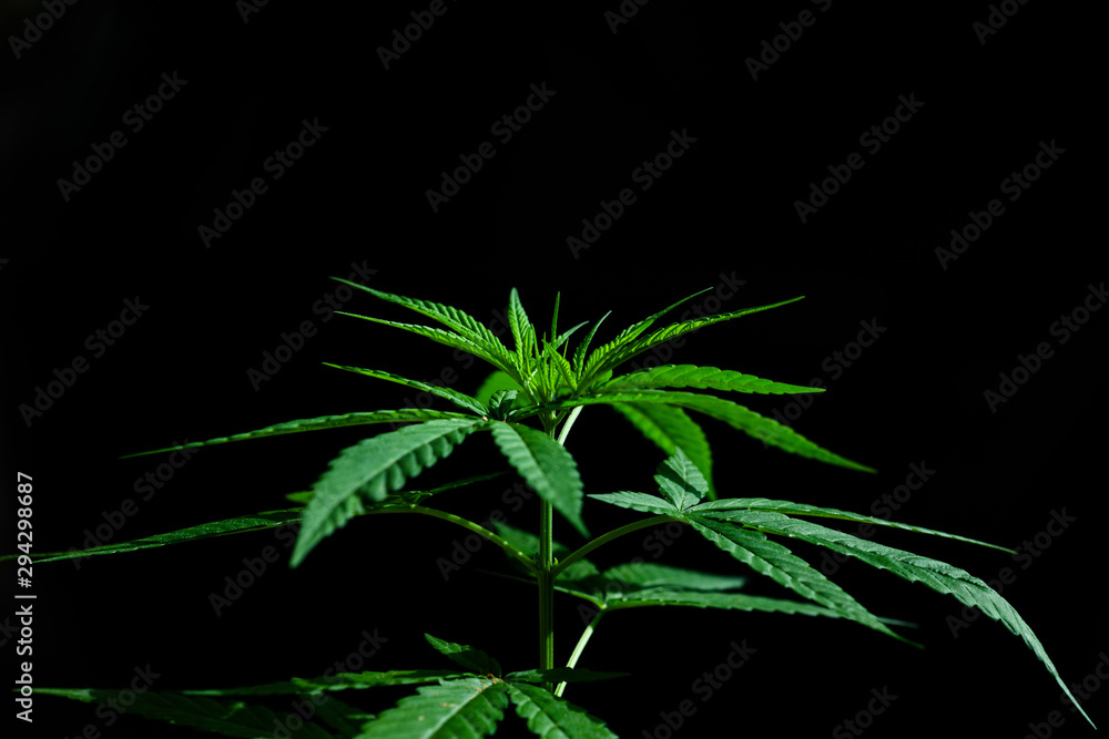 marijuana on black background marijuana on black background