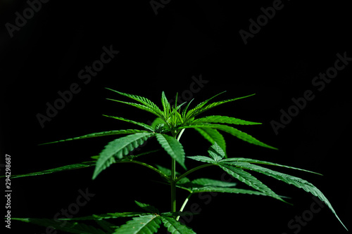 marijuana on black background