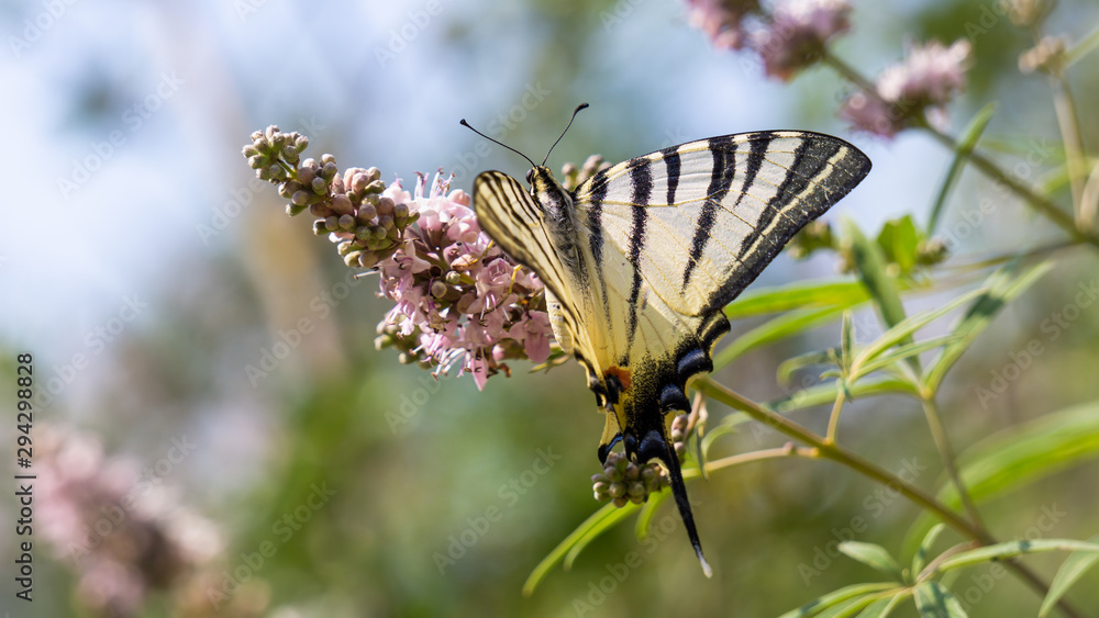 Butterfly on flower. Scarce swallowtail (Iphiclides podalirius) isolated on green nature background. Colorful butterfly wings pattern Butterfly on flower. Scarce swallowtail (Iphiclides podalirius) isolated on green nature background. Colorful butterfly wings pattern
