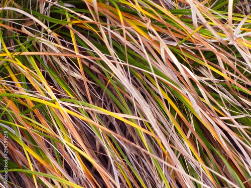 Abstract background of colorful grass. Beautiful bright yellow grass. Macro.