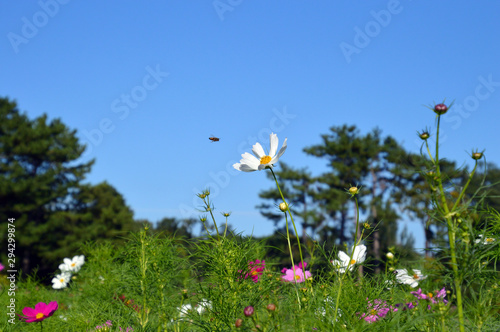 秋の青空を背景に咲いているコスモスに向かってハチが飛んでいる風景