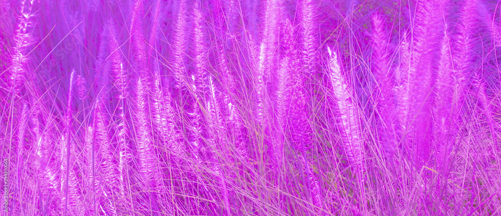 soft focus of blown purple and white grass field background soft focus of blown purple and white grass field background