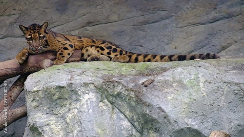 leopard resting on a tree, animal concept photo