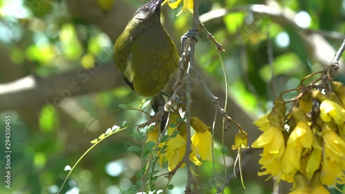 A Bellbird in a Kowhai tree in New Zealand