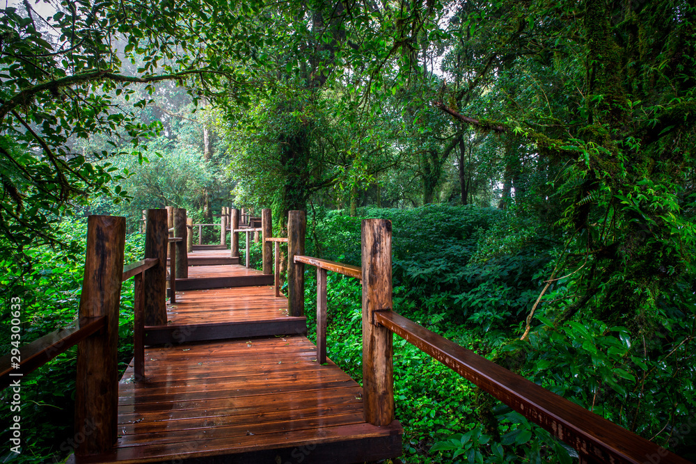 Close-up nature background, surrounded by big green trees, blurred mist of cold weather, wooden bridge to see the scenery while traveling, the beauty of the high mountain ecosystem Close-up nature background, surrounded by big green trees, blurred mist of cold weather, wooden bridge to see the scenery while traveling, the beauty of the high mountain ecosystem