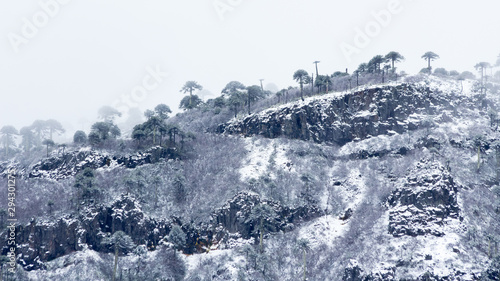 ARAUCARIAS BAJO NIEVE photo