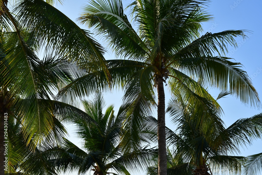 Fototapeta premium palm tree and blue sky