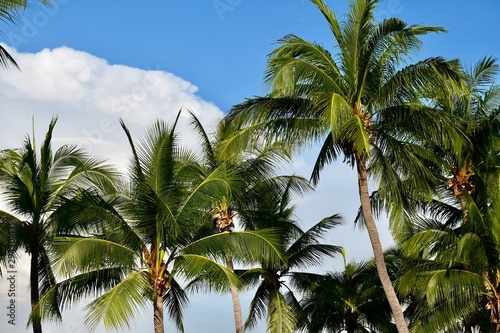 palm trees and blue sky