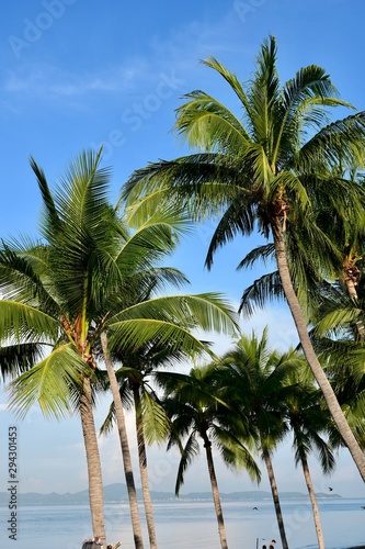 palm trees on beach