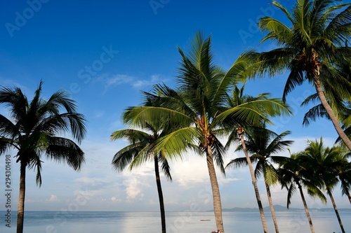 palm tree on the beach © แหลมทอง พราหมพันธุ์