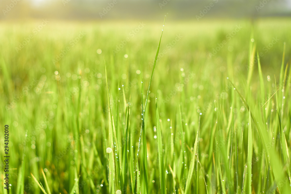 Close-up Morning dew on the rice leaves and sunlight. Texture nature background Close-up Morning dew on the rice leaves and sunlight. Texture nature background