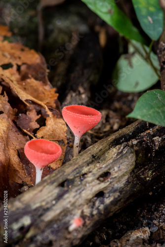 closeup of forest mushrooms(Champagne cup)in the waterfall