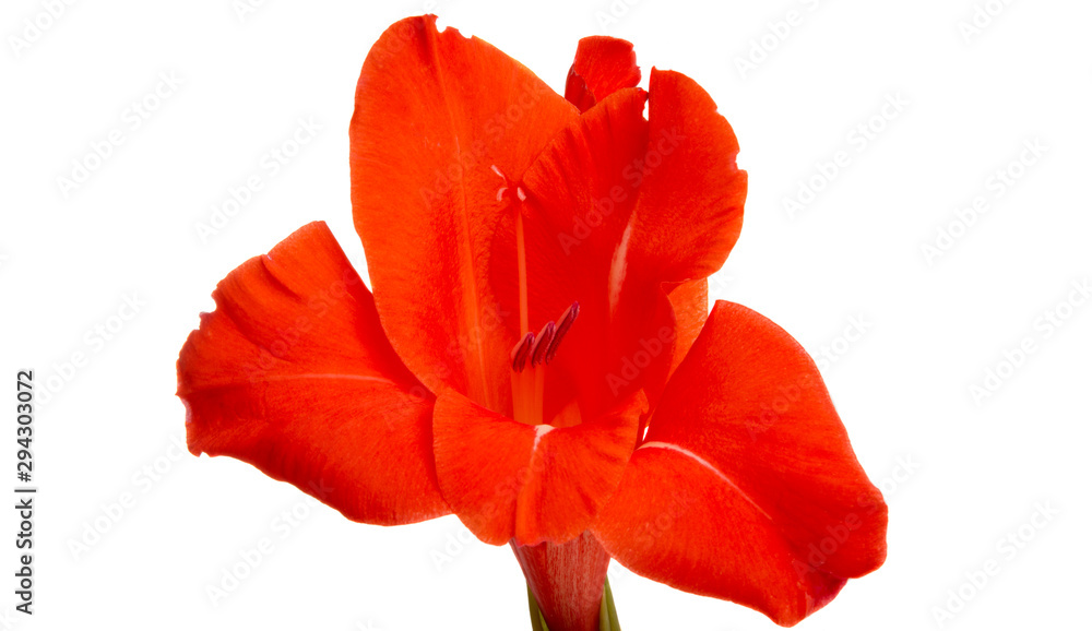 gladiolus flower isolated gladiolus flower isolated