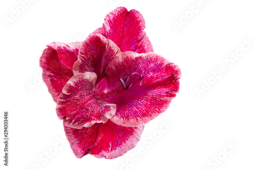 Obraz na płótnie gladiolus flower isolated