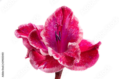 Obraz na płótnie gladiolus flower isolated
