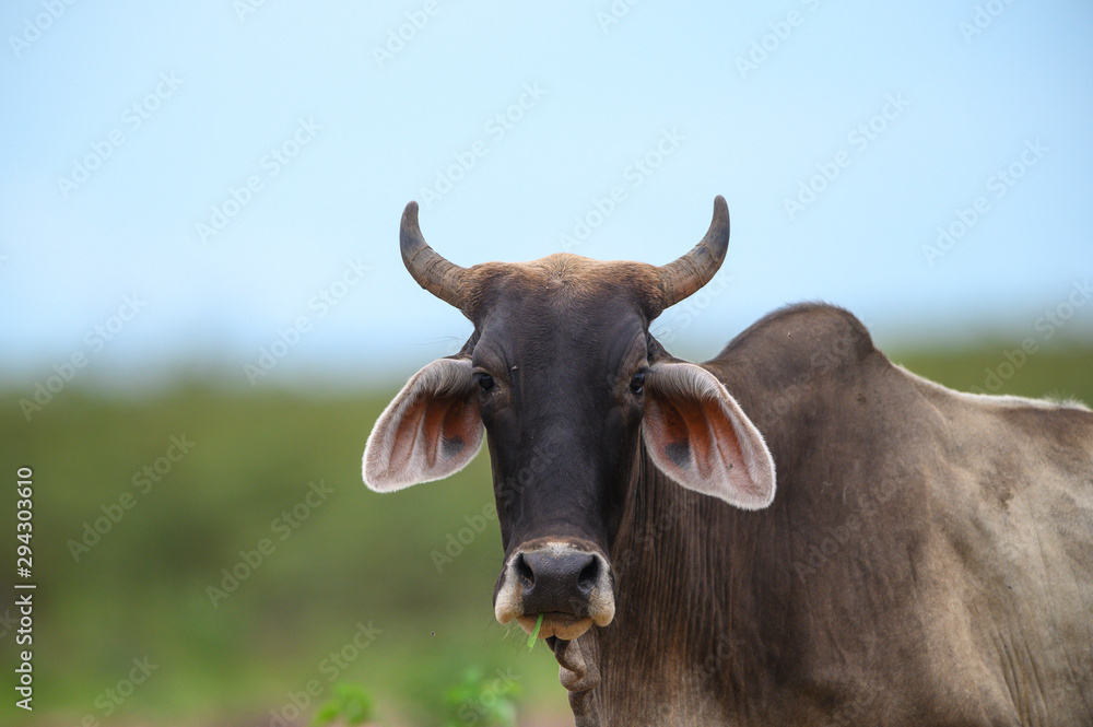 Closeup the cow is a farm animal.