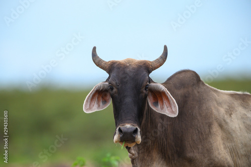 Closeup the cow is a farm animal.