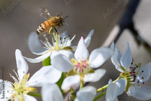 Honeybee, pollinating pear blossoms in the spring