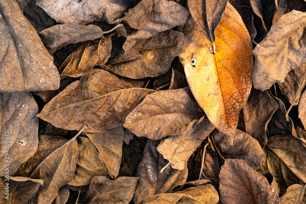 Pile of dry mango leaves